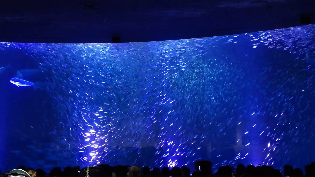 🐠 나고야항 수족관 이미지 9